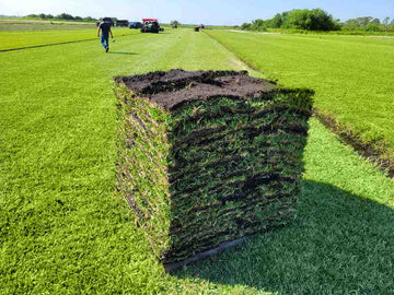 bimini-bermuda-sod-for-sale