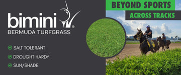 Gulfstream Park: Merging Racing Legacy	with	 Bethel Farms' BIMINI® Bermuda Grass