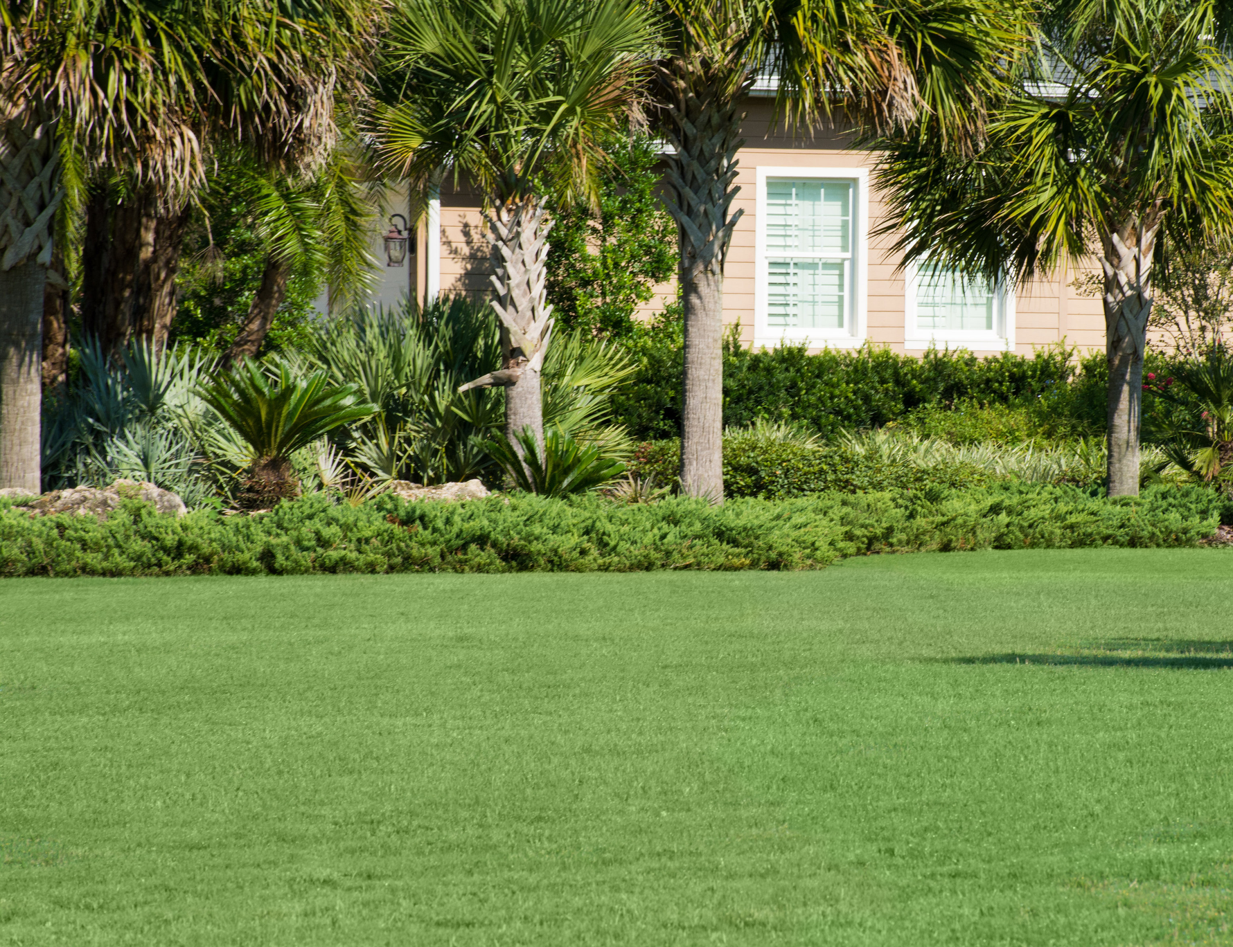 Surprising Bermuda Grass Florida Gallery